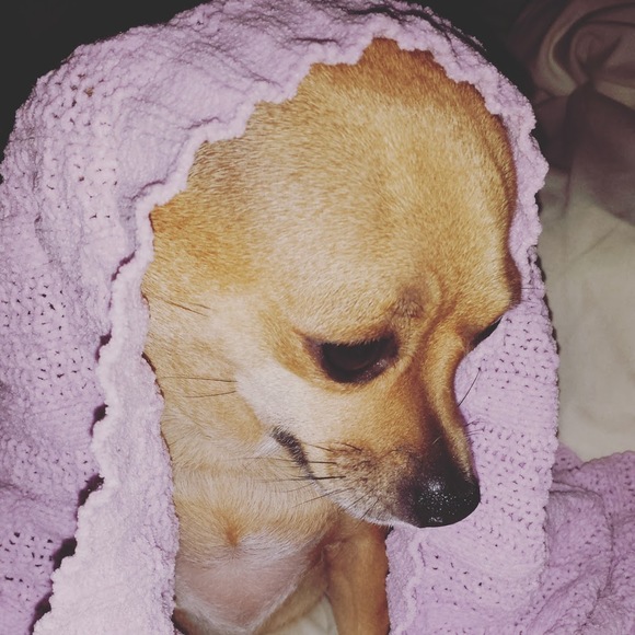 Meet your Posher, Bella - Picture 1 of 1